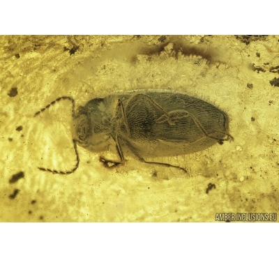 Soft-bodied plant beetle Artematopodidae, Electribius. Fossil insect in Baltic amber #9818