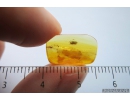 Soft-bodied plant beetle Artematopodidae, Electribius. Fossil insect in Baltic amber #9818