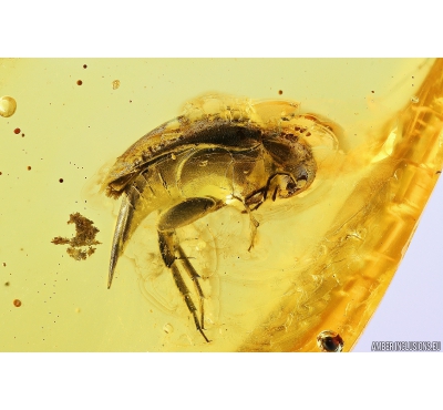 Tumbling Flower Beetle, Mordellidae. Fossil insect in Baltic amber #9819
