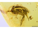 Tumbling Flower Beetle, Mordellidae. Fossil insect in Baltic amber #9819