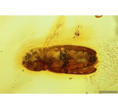 Click beetle Elateroidea, Mites Acari, Springtail Collembola and More. Fossil inclusions in Baltic amber #9820