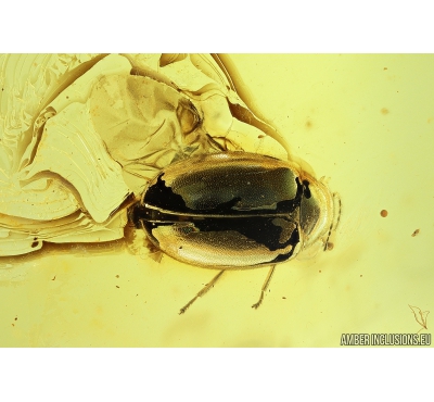 Very nice Marsh Beetle Scirtidae. Fossil insect in Baltic amber #9821