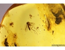 Very Nice Mite Acari with Air bubble,  Click beetle Elateroidea, Thrips Thysanoptera, Long-legged fly Dolichopodidae and More. Fossil inclusions Baltic amber #9822