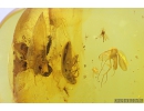 Very Nice Mite Acari with Air bubble,  Click beetle Elateroidea, Thrips Thysanoptera, Long-legged fly Dolichopodidae and More. Fossil inclusions Baltic amber #9822