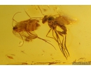 Very Nice Mite Acari with Air bubble,  Click beetle Elateroidea, Thrips Thysanoptera, Long-legged fly Dolichopodidae and More. Fossil inclusions Baltic amber #9822