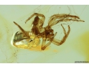 Jumping Spider Exuvia in Spider Web. Fossil inclusion in Baltic amber #9823