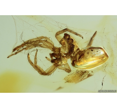 Jumping Spider Exuvia in Spider Web. Fossil inclusion in Baltic amber #9823