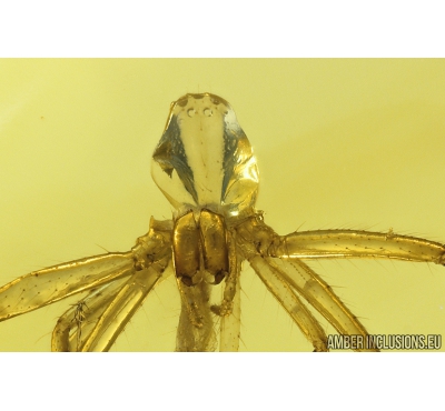 Spider Exuvia Araneae and More. Fossil inclusions in Baltic amber #9824