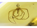 Spider Exuvia Araneae and More. Fossil inclusions in Baltic amber #9824