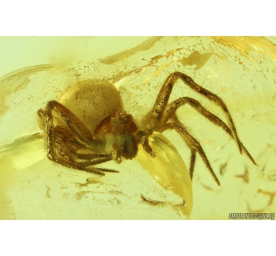 Nice Spider Araneae Fossil inclusion in Baltic amber stone #9825