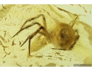 Nice Spider Araneae Fossil inclusion in Baltic amber stone #9825