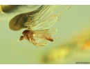 Spider Araneae, Mite Acari, and Biting midges Ceratopogonidae. Fossil inclusions in Baltic amber stone #9826