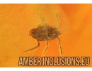 Spider Araneae, Mite Acari, and Biting midges Ceratopogonidae. Fossil inclusions in Baltic amber stone #9826