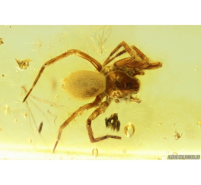Nice Spider Araneae Fossil inclusion in Baltic amber stone #9827