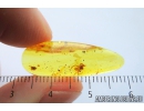 Nice Spider Araneae Fossil inclusion in Baltic amber stone #9827