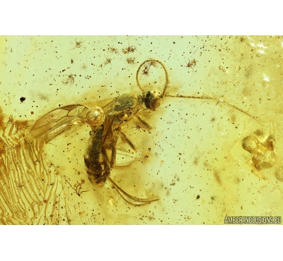 Wasp Hymenoptera Ichneumonoidea. Fossil insect in Baltic amber #9829