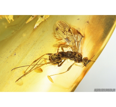 Wasp Hymenoptera Ichneumonoidea. Fossil insect in Baltic amber #9831