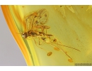 Wasp Hymenoptera Ichneumonoidea. Fossil insect in Baltic amber #9831