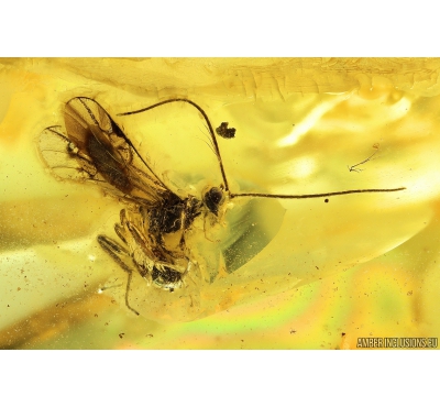 Wasp Hymenoptera Ichneumonoidea. Fossil insect in Ukrainian Rovno amber #9832R
