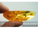 Wasp Hymenoptera Ichneumonoidea. Fossil insect in Ukrainian Rovno amber #9832R