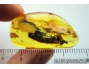 Wasp Hymenoptera Evanioidea. Fossil insect Baltic amber #9833