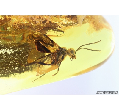 Wasp Hymenoptera Evanioidea. Fossil insect Baltic amber #9833