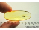 Long-legged fly Dolichopodidae. Fossil Inclusion in Baltic amber #9834