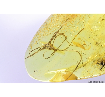 Harvestman Opiliones. Fossil inclusion in Baltic amber #9839