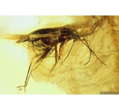 True Bug, Miridae Fossil inclusion in Baltic amber #9840