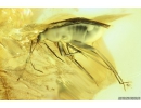 True Bug, Miridae Fossil inclusion in Baltic amber #9840