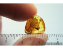 True Bug, Miridae Fossil inclusion in Baltic amber #9840