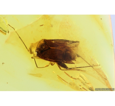 True Bug, Miridae Fossil inclusion in Baltic amber #9841