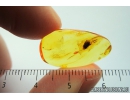 True Bug, Miridae Fossil inclusion in Baltic amber #9841