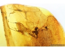 Mayfly, Ephemeroptera. Fossil insect in Baltic amber stone #9843