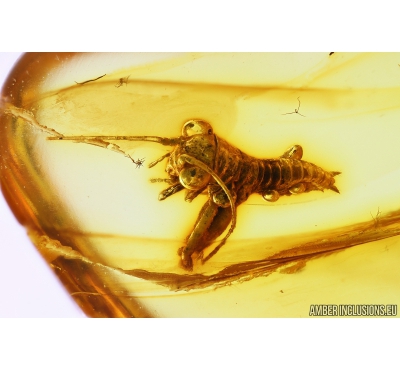 Cricket, Orthoptera. Fossil insect in Baltic amber #9844