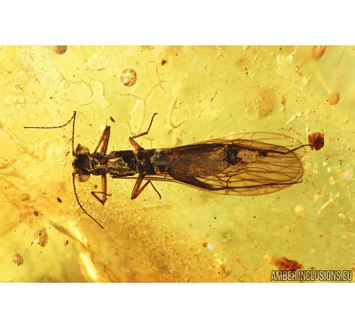 Stonefly Plecoptera. Fossil insect in Baltic amber #9845