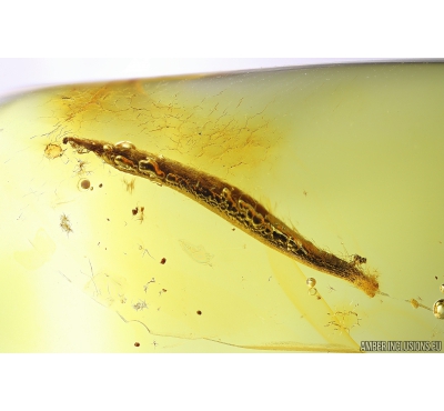 Nice 14mm Leaf. Fossil inclusion in Baltic amber stone #9847