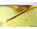 Nice 14mm Leaf. Fossil inclusion in Baltic amber stone #9847