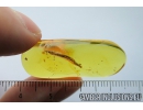 Nice 14mm Leaf. Fossil inclusion in Baltic amber stone #9847