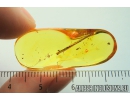 Nice 14mm Leaf. Fossil inclusion in Baltic amber stone #9847