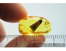 Nice Leaf. Fossil inclusion in Baltic amber stone #9848