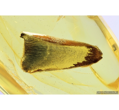 Nice Leaf. Fossil inclusion in Baltic amber stone #9848
