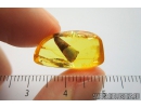 Nice Leaf. Fossil inclusion in Baltic amber stone #9848