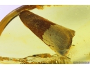 Nice Leaf. Fossil inclusion in Baltic amber stone #9848