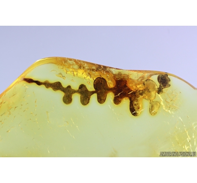 Nice air Bubbles. Fossil inclusions in Baltic amber stone #9850