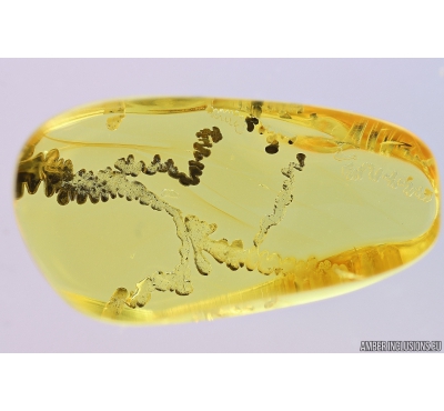 Nice air Bubbles. Fossil inclusions in Baltic amber stone #9851