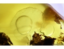 Running air in Very Big 15 mm Water Bubble. Fossil Inclusion in Baltic amber #9852