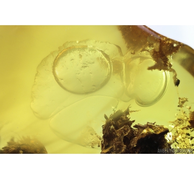 Running air in Very Big 15 mm Water Bubble. Fossil Inclusion in Baltic amber #9852