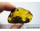 Running air in Very Big 15 mm Water Bubble. Fossil Inclusion in Baltic amber #9852