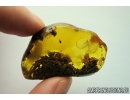 Running air in Very Big 15 mm Water Bubble. Fossil Inclusion in Baltic amber #9852